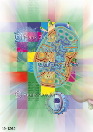 Medical Art Lymphsystem Immunsystem Immunologie