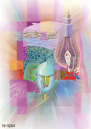 Medical Art Haut Sinnesorgan Dermatologie