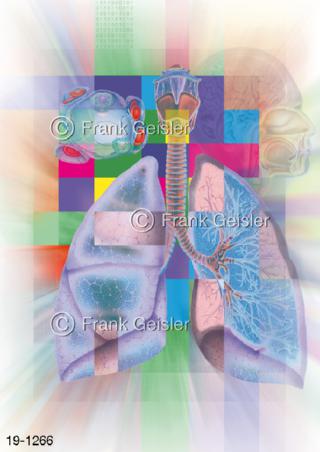 Medical Art Atemwege Atmung Lunge