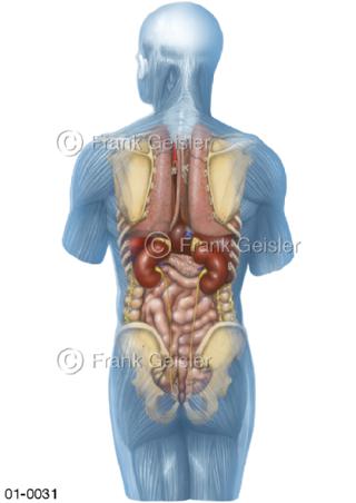 Organe im Körper beim Mann von hinten
