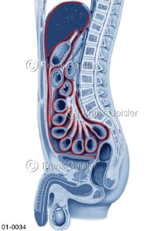 Bauchfell mit Bauchorgane beim Mann