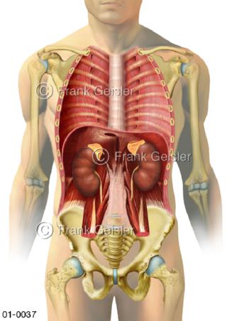 Brustraum und Bauchraum mit Zwerchfell