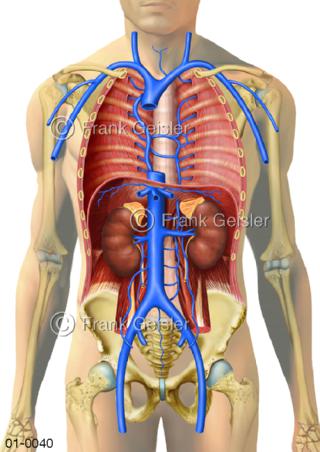 Große Venen im Brustraum und Bauchraum