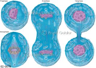 Zellteilung, Zytokinese durch Mitose einer Zelle, Prophase, Metaphase, Anaphase und Telophase