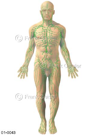 Übersicht Lymphgefäße, , Lymphbahnen von vorn