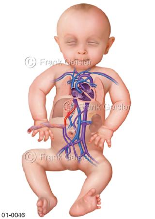 Darstellung Blutgefäße beim Embryo vor Geburt