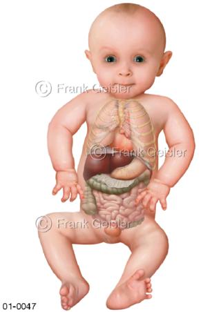 Kleinkind, Organe beim Baby nach Geburt