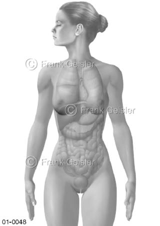 Frau von vorn, Organe durchscheinend