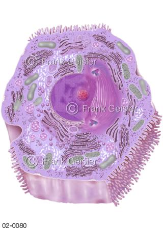 Zellteilung, Zytokinese bei Leberkrebs