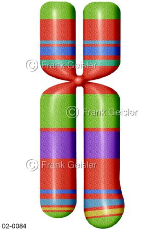 Schema Chromosom mit Muster aus Querbanden