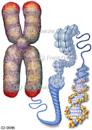 Chromosom, Telomere mit DNS DNA-Strang