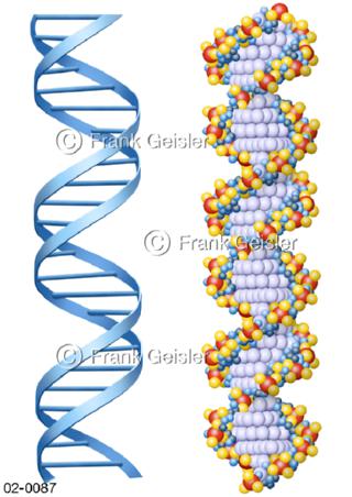 DNS, DNA-Struktur als Doppelhelix