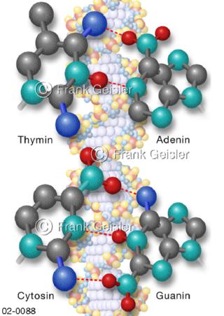 DNS, DNA-Basenpaare der Doppelhelix