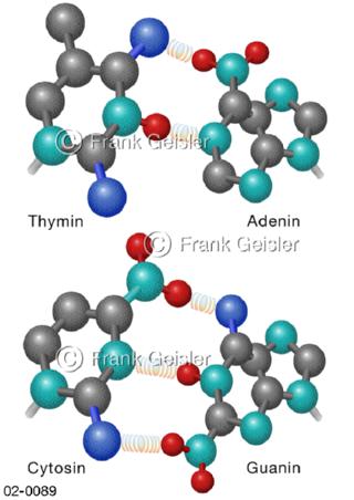 Basenpaare Thymin und Adenin, Cytosin und Guanin