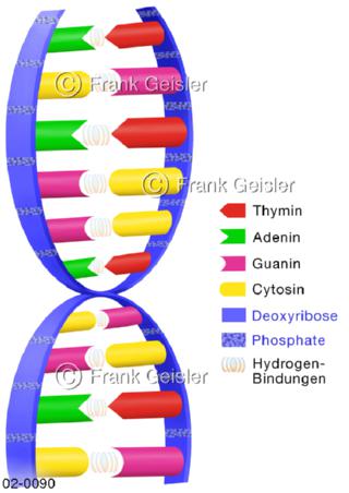 Desoxyribonukleinsäure, DNA-Struktur