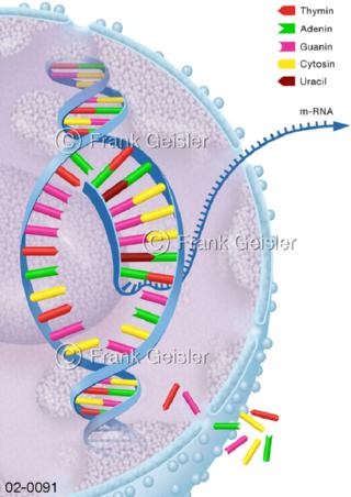 DNA, Proteinbiosynthese Transkription in Zellkern