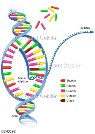 Proteinbiosynthese Transkription