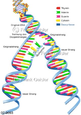 DNS-Strang, Reduplikation DNA