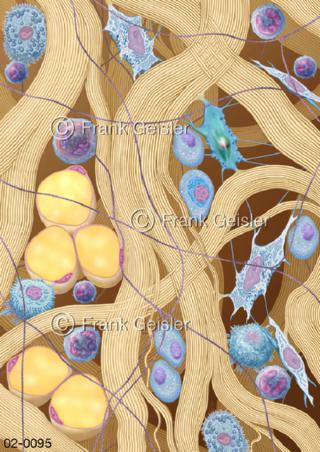 Gewebe, Bindegewebe und Stützgewebe mit Zellen