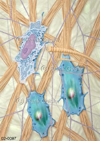 Faszie, Muskelhaut mit Fibroblasten