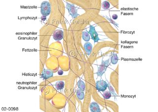 Gewebe, kollagenes Bindegewebe mit Bindegewebefasern