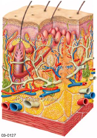 Anatomie Haut, Schnitt durch die Struktur der Cutis