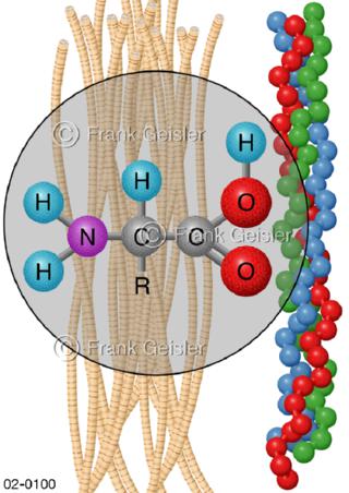 Aminosäure-Kollagen, Collagentriplehelix