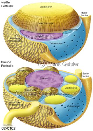 Adipozyten, weiße und braune Fettzellen