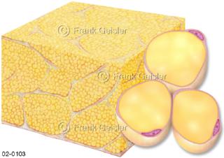 Fettgewebe, ein spezialisiertes Bindegewebe aus Fettzellen Adipozyten