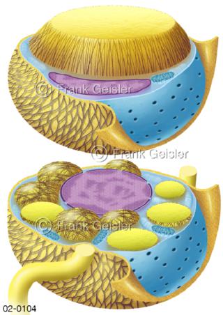 Adipozyten, weiße und braune Fettzellen