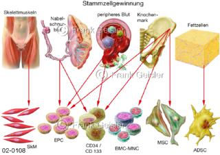 Gewebe, Stammzellen aus dem Knochenmark, Stammzellen sind undifferenzierte Zellen