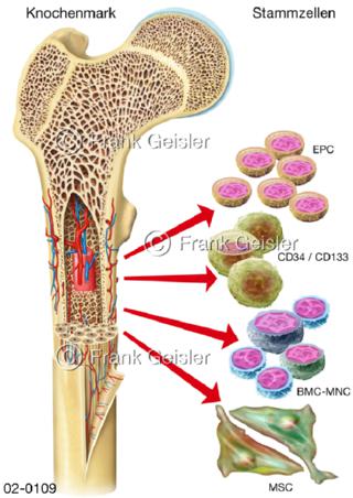 Gewebe, Zellen  Stammzellen aus dem Knochenmark
