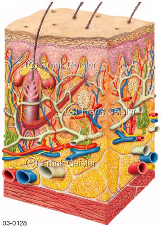 Anatomie Haut, Schnitt durch die Struktur der Cutis