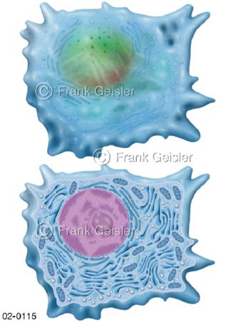 Gewebe,  Knochenzelle Osteoblast