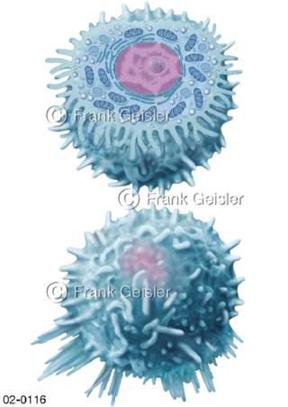 Blutzellen Leukozyten die weißen Blutkörperchen