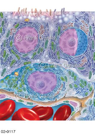 Histologie Zellen der Schilddrüse