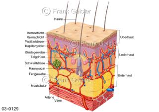 Aufbau der Haut mit Hautschichten und Strukturen des Organs, Anatomie der Cutis