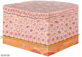 Gewebe mit Epithelzellen, Bausteine des Epithelgewebes mit Flimmerhaar