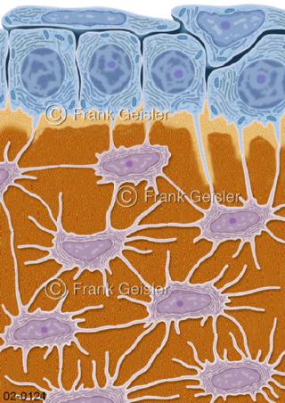 Knochengewebe mit Osteoblasten und Osteozyten