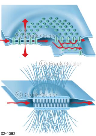  Zellverbindungen Gap-junction, Demosom, Nexus