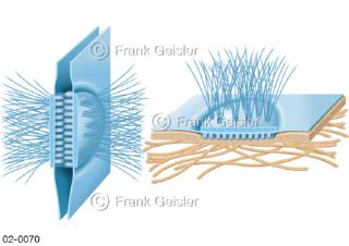 Zelle, Zellverbindung Desmosom und Halbdesmosom auf Zellmembran