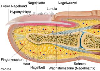 Haut mit Fingernagel, Nagelstruktur am Finger
