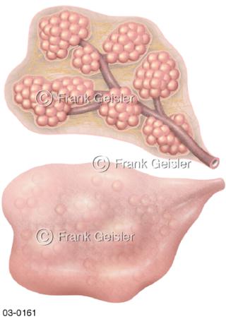 Histologie Brustdrüse, Drüsenlappen der Mamma