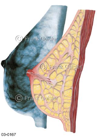 Brust der Frau, Brustdrüse Mamma