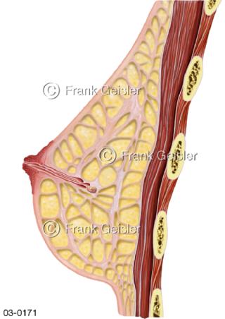 Anatomie Brustdrüse Mamma mit Brustmuskeln