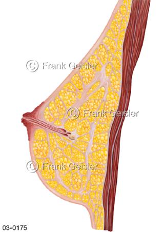 Anatomie Brust, Brustgewebe mit Fettgewebe