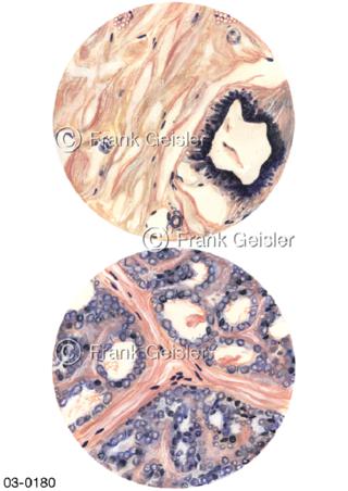 Brust, Histologie Brustdrüse nichtsezernierend und laktierend