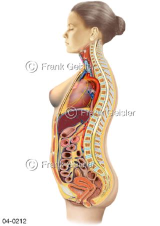 Organe im Rumpf der Frau von lateral