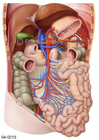 Bauchorgane mit Darm Darmgekröse