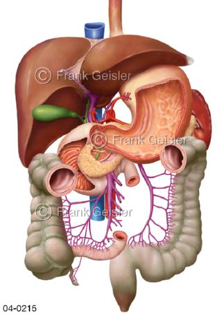 Organe und Gefäße im Bauchraum